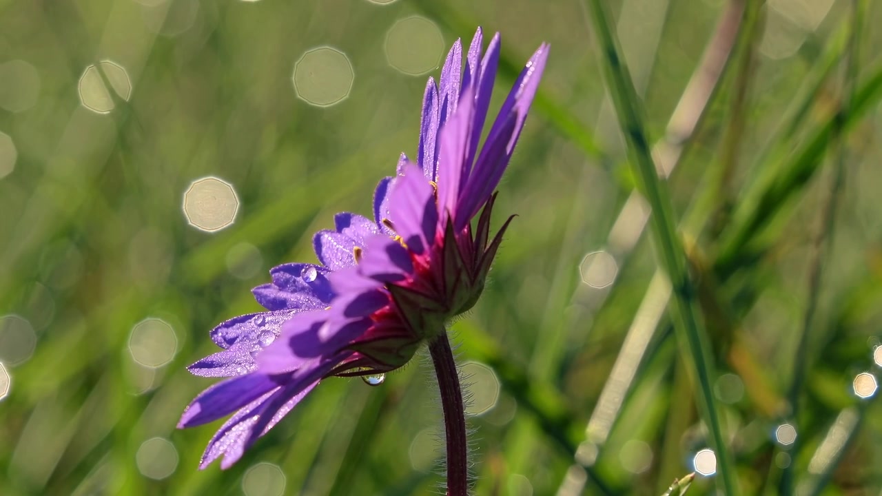 Lilla blomst med duggdråper i morgensol