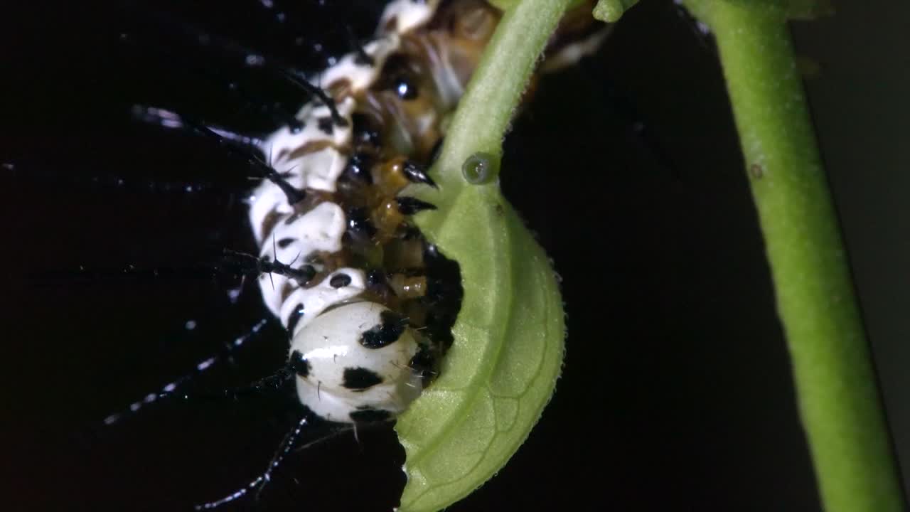 얼룩말 롱윙 나비 애벌레가 나뭇가지에서 먹이를 먹고 먹는다 1