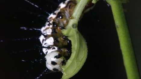 zebra longwing butterfly caterpillar feeds and eats on a branch 1