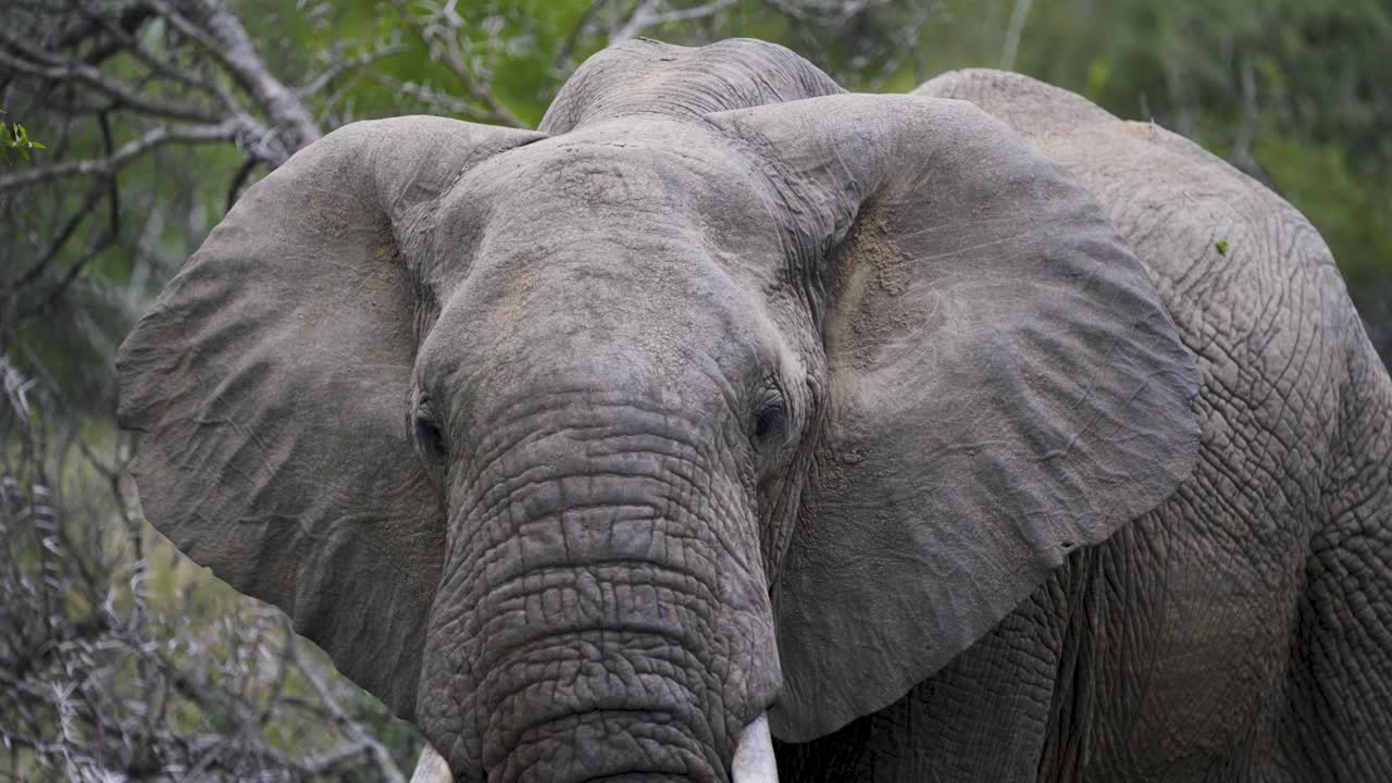 Elephant Close-Up