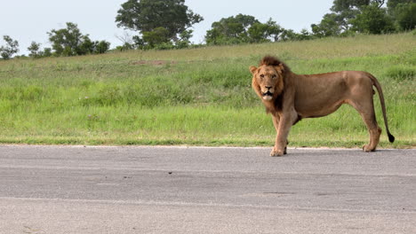 León-Parado-En-El-Sendero-Con-Verdes-Colinas-En-El-Fondo-En-La-Reserva-Privada-De-Caza-Sabi-Sands,-Sudáfrica