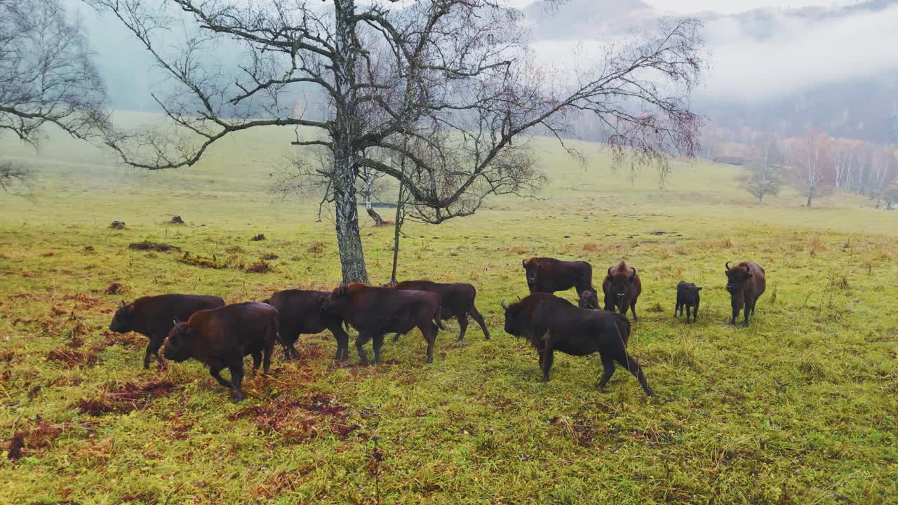 Bison herd in a foggy autumn meadow
