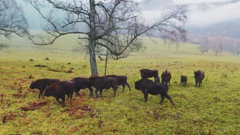 bison herd in a foggy autumn meadow