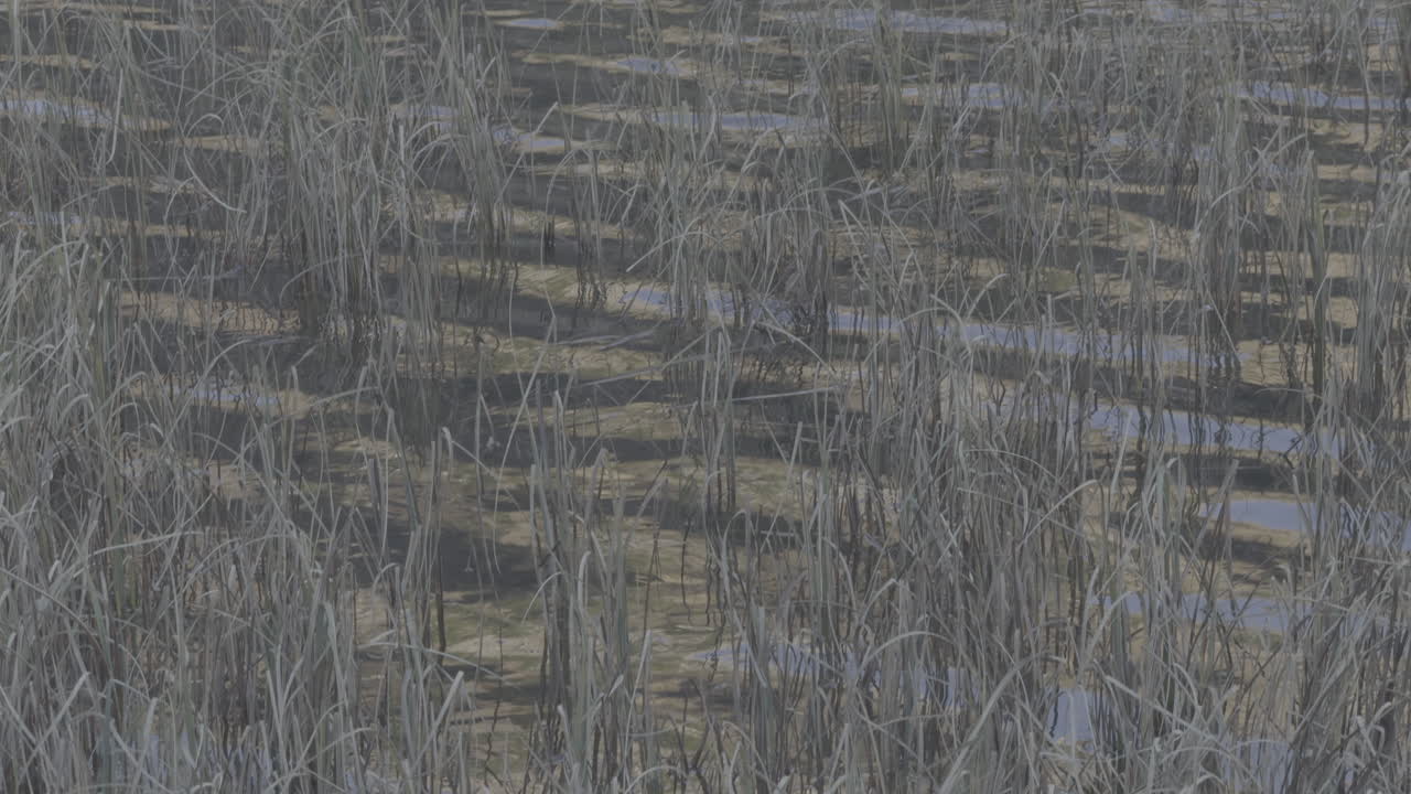 Marsh Grassy Wetland Landscape