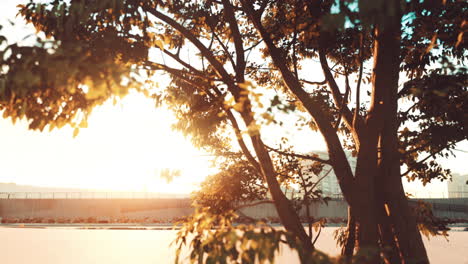 sunset through tree branches in a city park