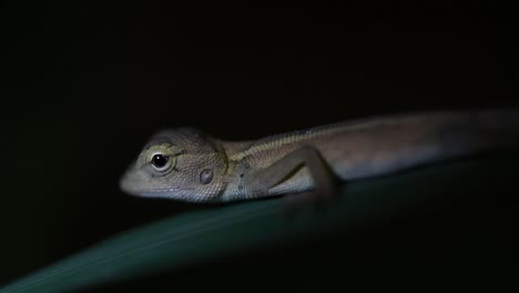 the oriental garden lizard is also called the eastern garden lizard, bloodsucker and changeable lizard