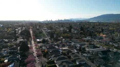 drone shot going backward revealing vancouver neighborhood near burnaby residential area with vancouvr city in the background and cherry blossom in the foreground, british columbia, canada
