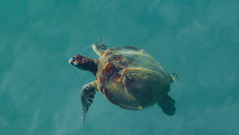 Australian-Flatback-sea-turtle-ascends-to-surface-to-breathe-at-Mission-Beach,-Queensland