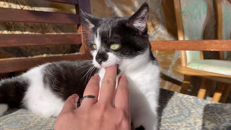 a young black and white cat is biting and licking woman's hand with a ring on an outdoor bench on a sunny day