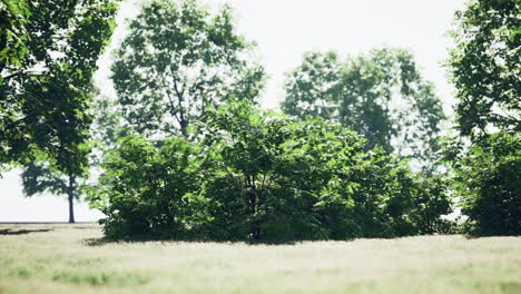 green trees in park and sunlight