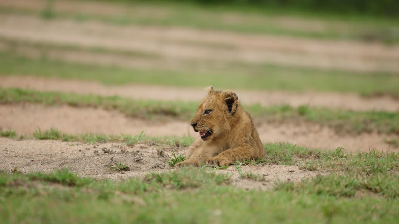 A close-up of a lion cub in the wild.