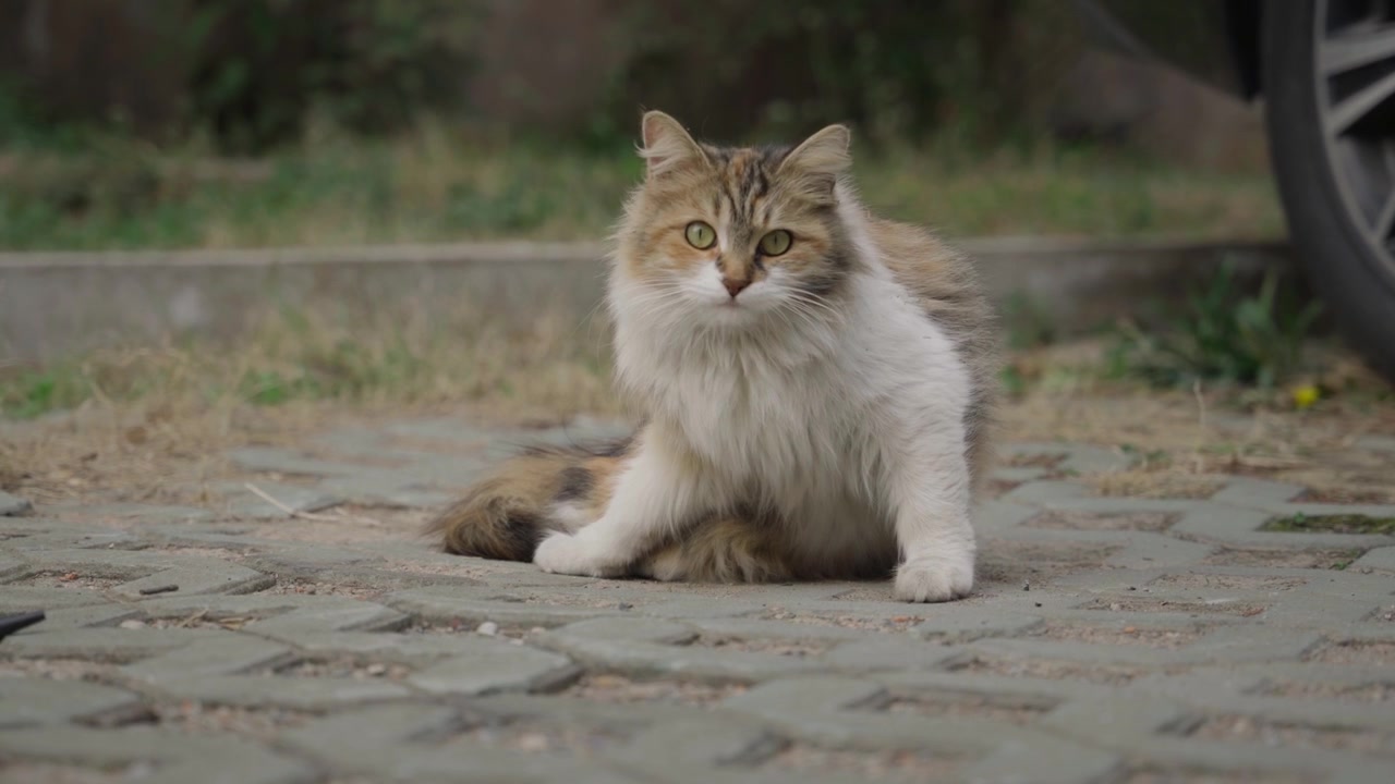 La vita di un gatto domestico a pelo lungo 16