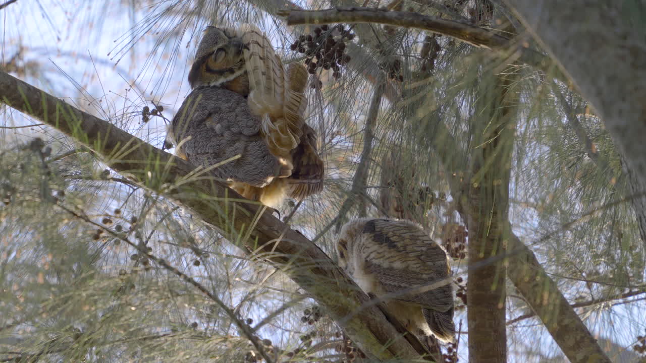 Great Horned Owl Preening and Cleaning Feathers with Chick