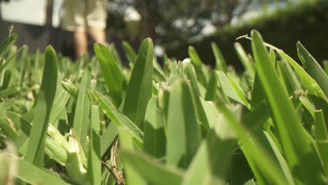 macro close up of long uncut grass in foreground, out of focus lawn mower pushed away from lens and back into it at a very close distance