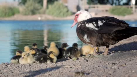 Cute-beautiful-ducklings-standing-next-to-her-mother-with-a-lake-on-the-side