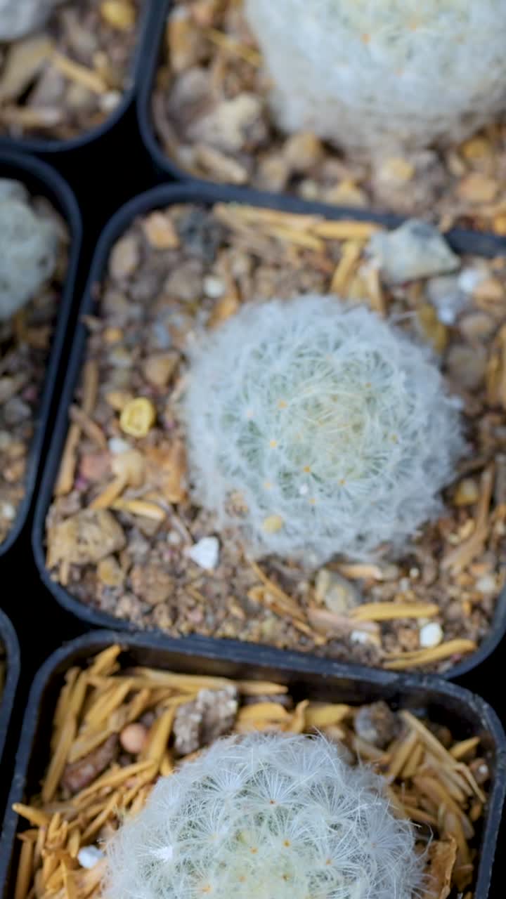 vista aérea de pequeños cactus en ollas, mostrando sus texturas y disposición únicas en un entorno de invernadero