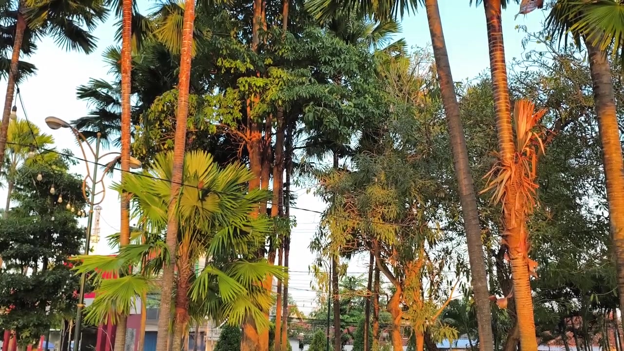 Palmeiras Altas em um Jardim Tropical ao Pôr do Sol