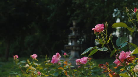 Old-Fountain-In-The-Garden-And-Roses-In-The-Foreground
