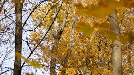 El-Gran-Pájaro-Carpintero-En-Su-Entorno-Natural-En-El-Soleado-Día-De-Otoño