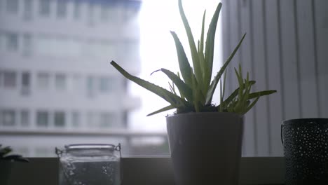 aloe vera plant on windowsill with city view