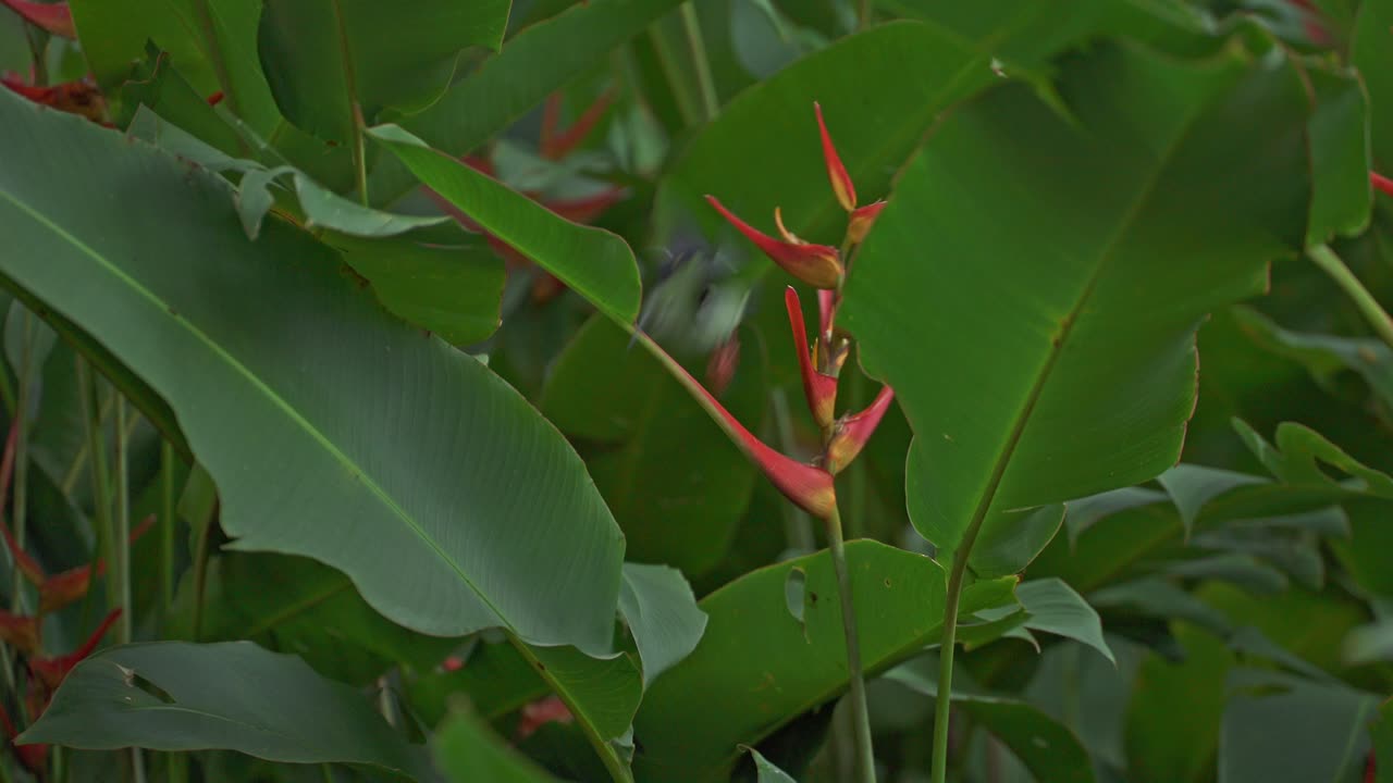 creeper de patas rojas en una heliconia en panamá