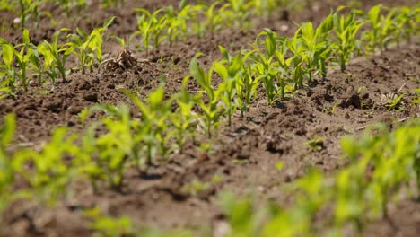 rows of small corn plants in soil at sunny plantation, rack focus