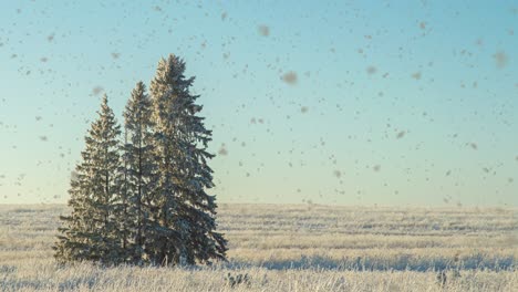 winter landscape in a field with three snow-covered fir trees, beautiful snowfall, sunny weather. cinemagraf , video loop