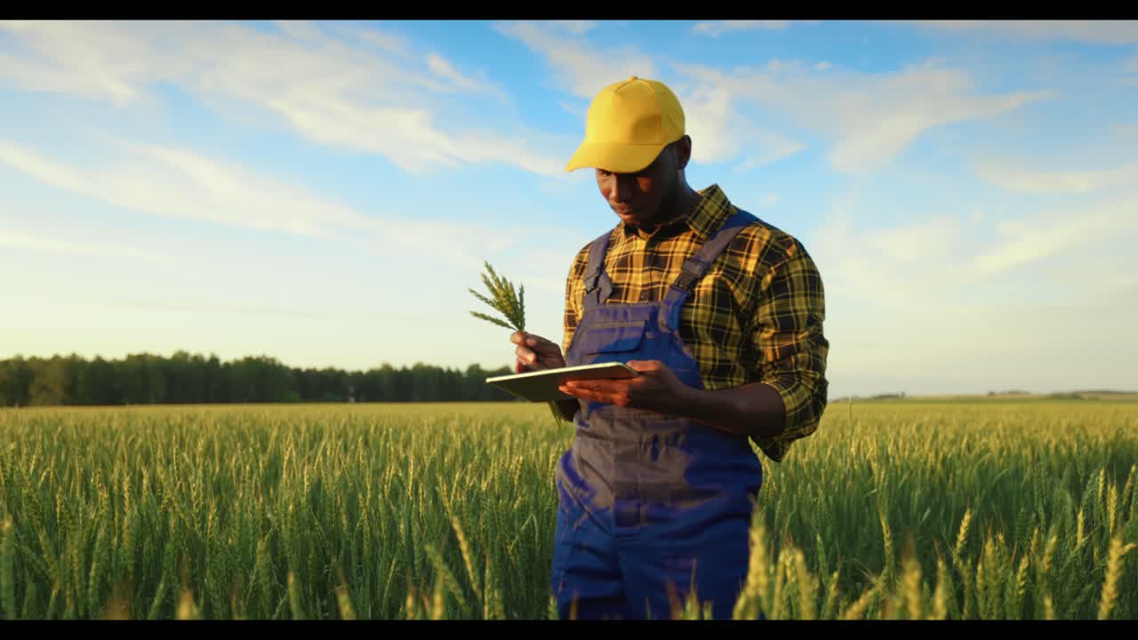 Boer die een tarweoogst inspecteert met een tablet op een veld bij zonsondergang