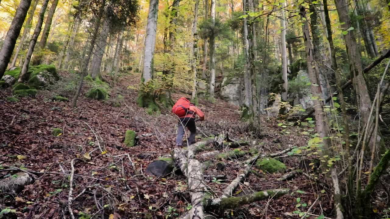 Male backpacker hike up steep forest off trail with temperate tree forest around