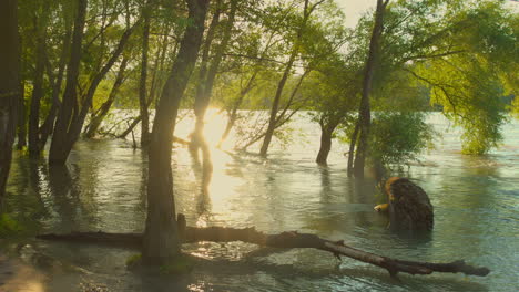 sunset over flooded river with trees