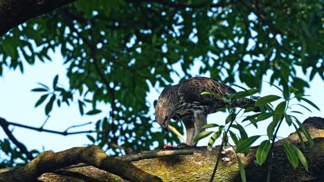 changeable hawk-eagle eating prey on the tree. - closeup shot