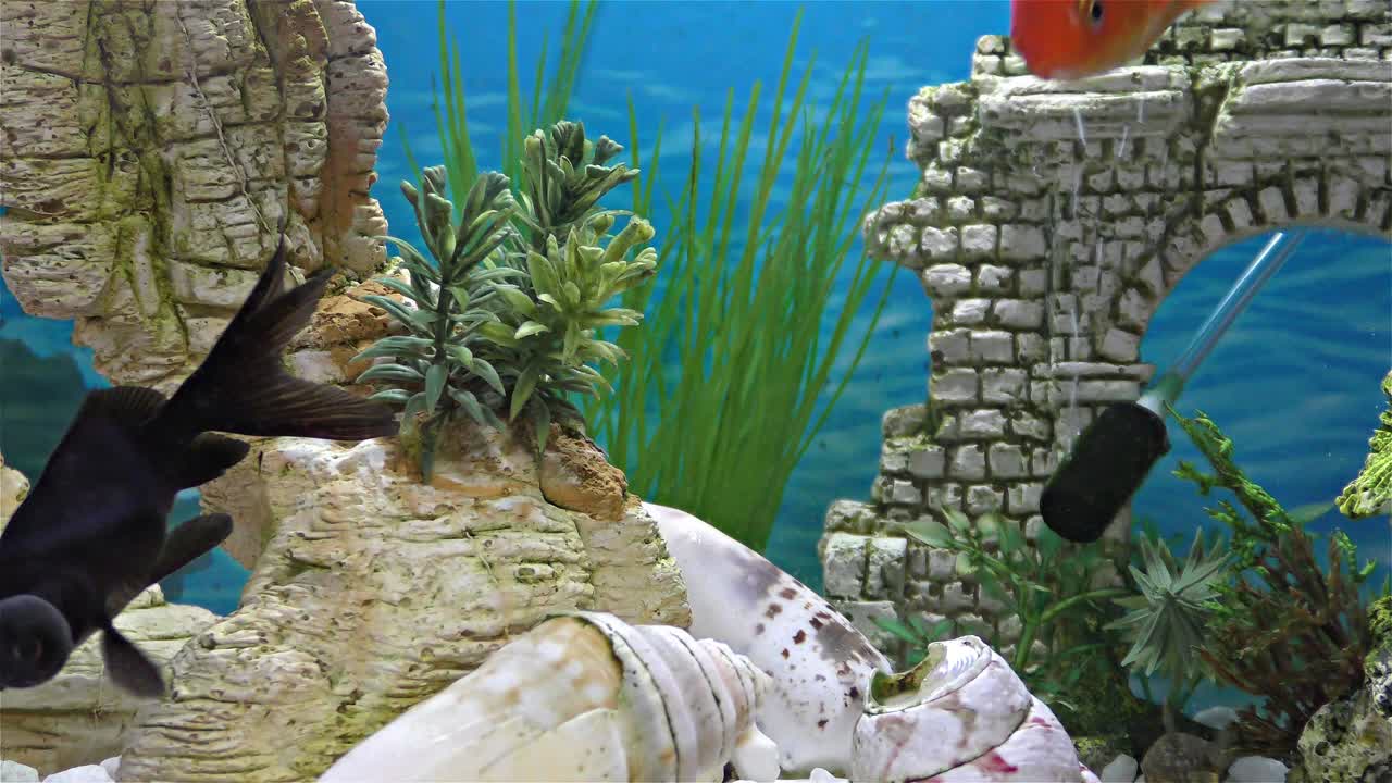Fish in the aquarium – goldfish, black telescope goldfish