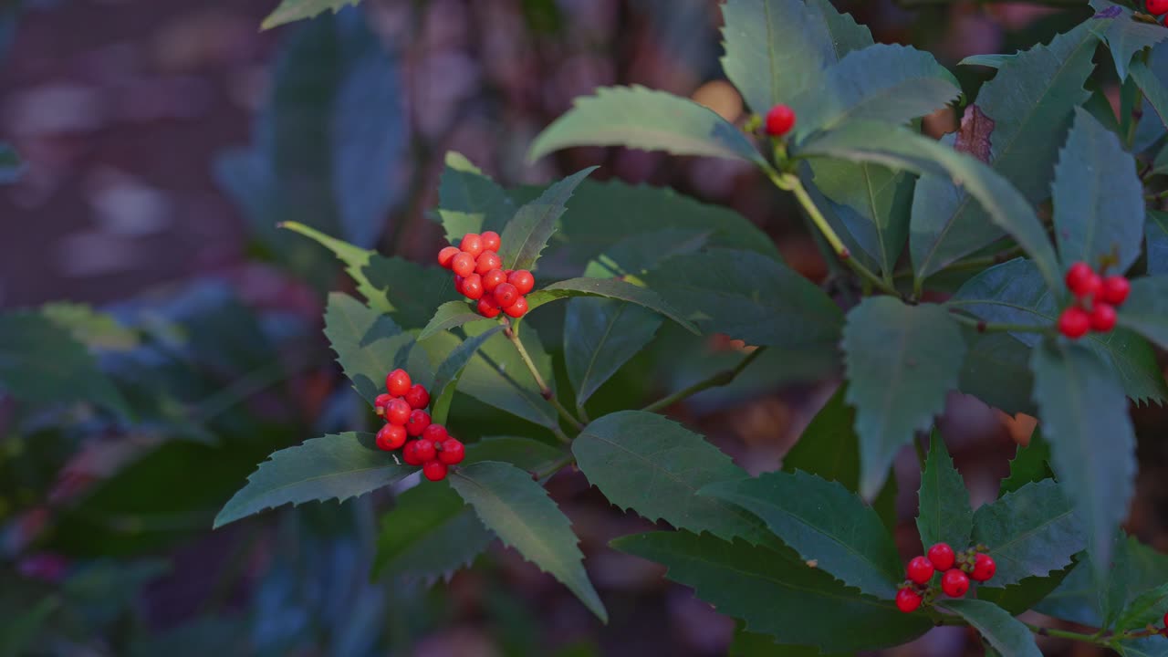 Un bellissimo primo piano di bacche rosso vivo adagiate tra foglie verdi. Un'estetica invernale classica che si ritrova nel tradizionale giardino Rikugien, a Tokyo.