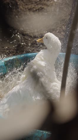 a swan dips and splashes in a plastic tub, playful behavior under the sun in a rural area, slow motion with water everywhere, vertical