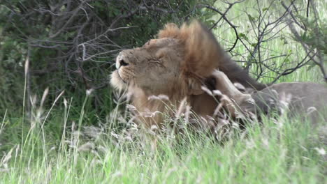 male lion scratches himself as wind blows through grass, close view