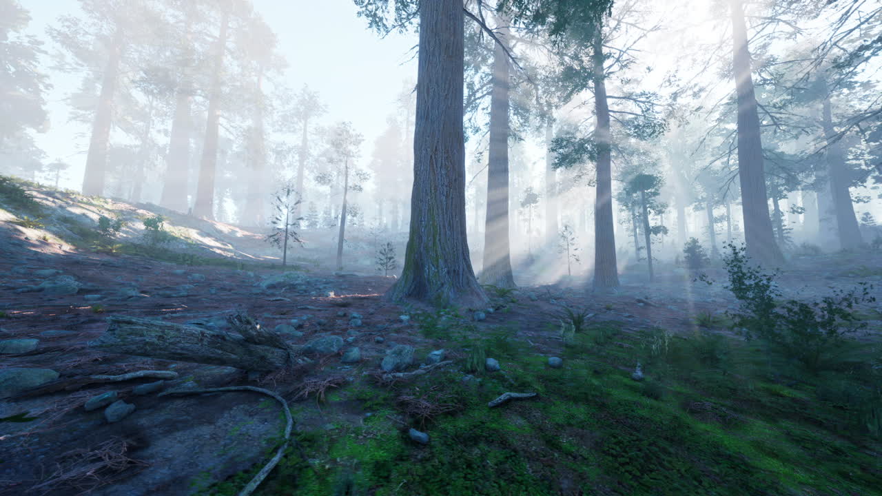 빛 광선 이 높은 나무 들 을 통해 흐르는 안개 은 나무 숲