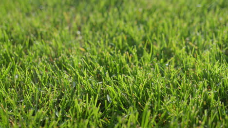 Lush-green-grass-on-the-lawn,-trimmed-evenly.-Slider-shot