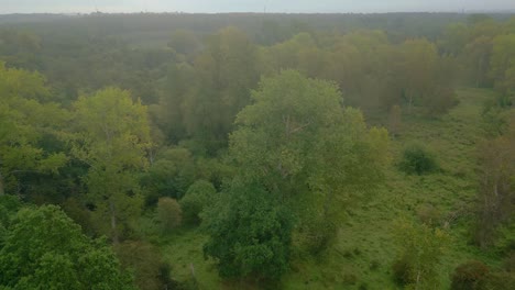 Nebliger-Wald-Mit-Immergrünem-Baumlaub-Bei-Sonnenaufgang