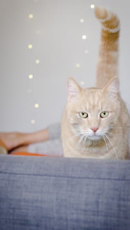 un hermoso gato rojo y blanco camina en su sofá gris, viene hacia la cámara