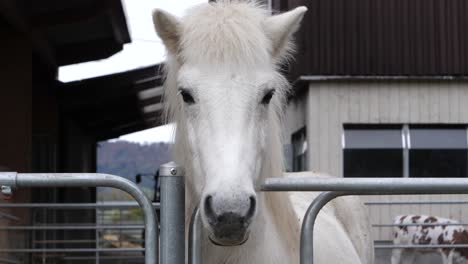 Potrait-shot-of-white-horse-face-posing-and-looking-straight-into-camera