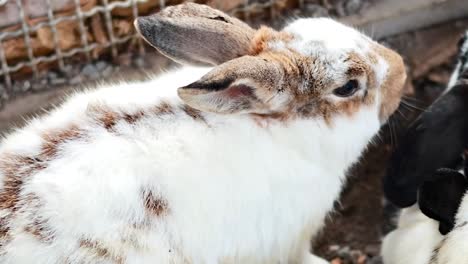 A spotted rabbit stands calmly in an enclosure, interacting with a black rabbit nearby.
