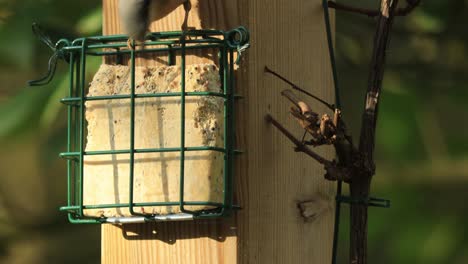 steady shot of wild colorful tree creeper feeding from a block of fat filled with seeds moving quickly and picking the food with its sharp pointy beak in sunlight with natural garden foliage behind