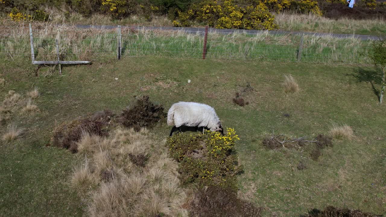 풀밭에서 풀을 뜯고 있는 소의 공중 샷