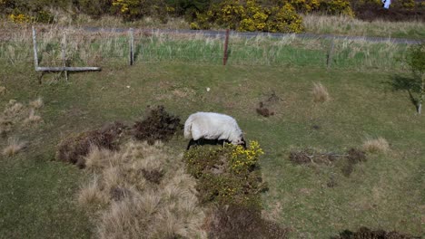 Aerial-shot-of-cattle-grazing-in-the-grass