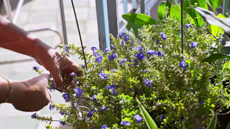 la mano de la mujer podando la olla de flores azules en el jardín