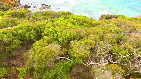 aerial footage captures lush greenery and rugged coastline at aireys inlet, victoria, under natural daylight