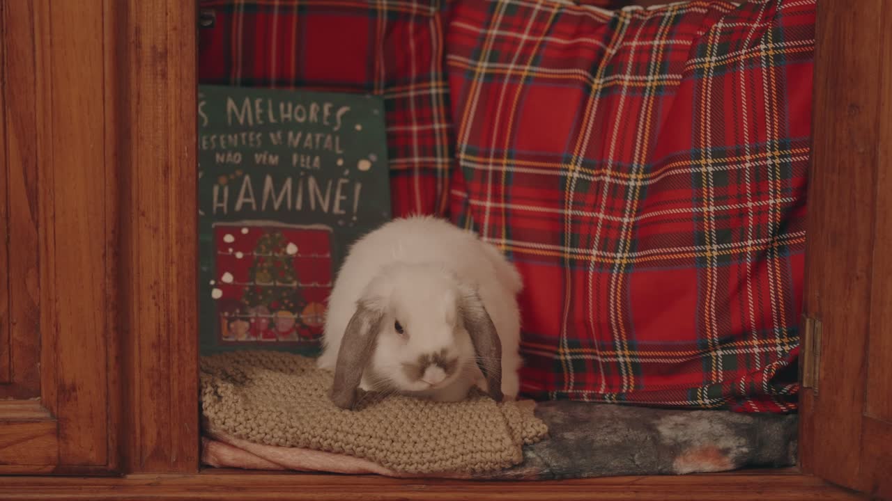 Adorable white bunny sitting on cozy knit blanket and red plaid pillows