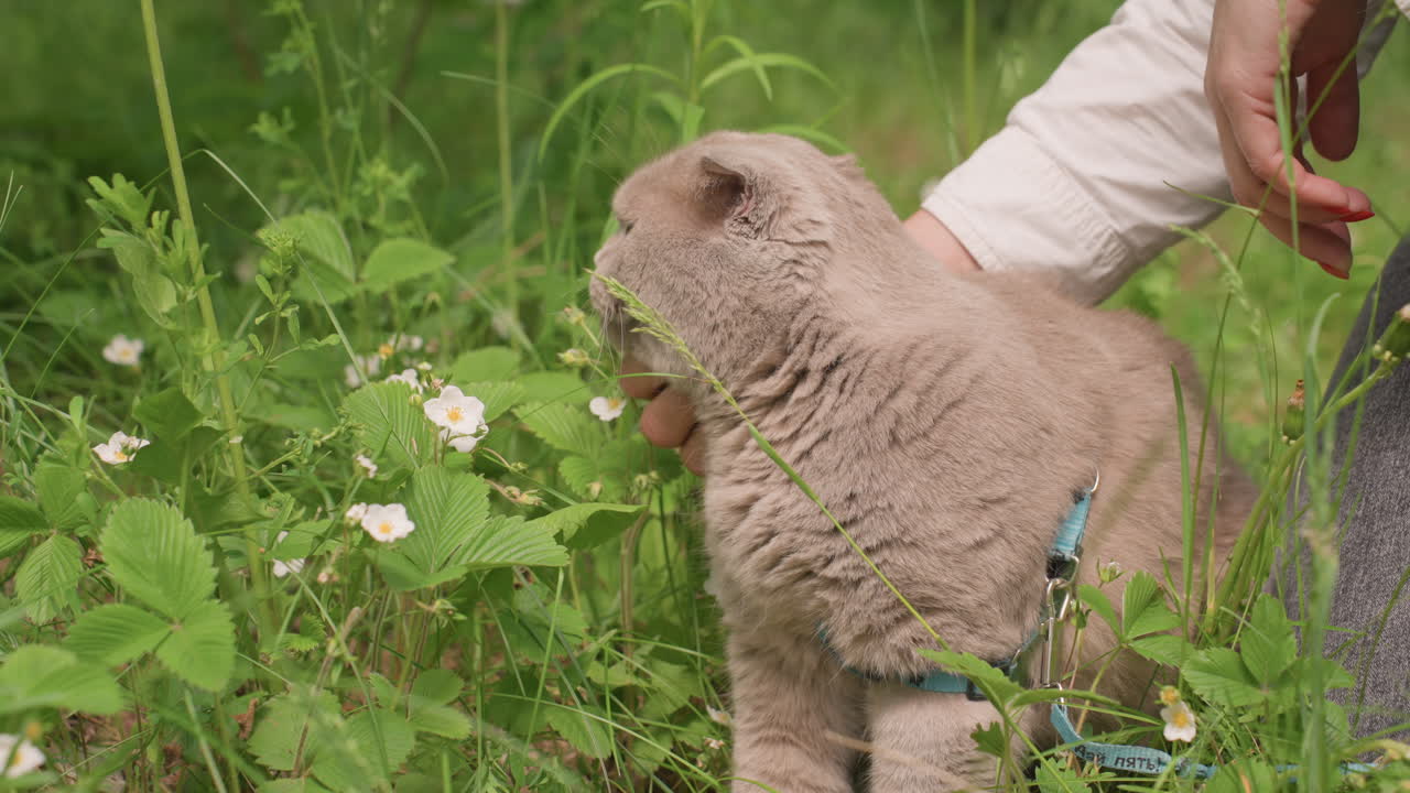 Caretaker Secures Harness On Curious Gray Cat Among Wildflowers Hands Check Straps, Cat Turns Head, Leafy Surroundings, Attentive Eyes, Preparation For Walk, Gentle Grooming Touch