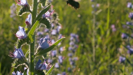 abejorro en un racimo de flores