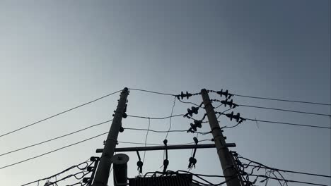 black bird perched on power lines and flying off